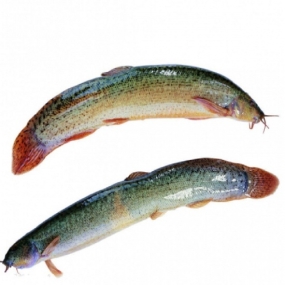Cá chạch quế (chạch sụn) sống Size 8-10 con/kg