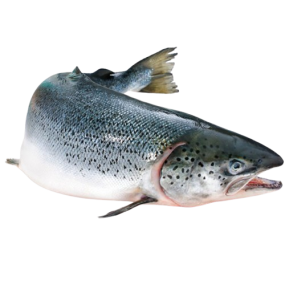 Cá hồi tươi nguyên con nhập khẩu Size 5-6 kg/con