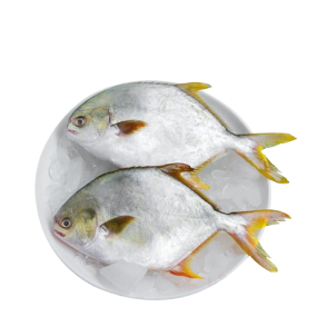 Cá chim trắng biển Size 1,5-2 kg/con