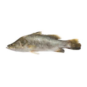 Cá chẽm sống Size 5-6 kg/con