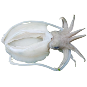 Mực nang đông lạnh Size 8-10 con/kg