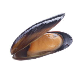 Trai sông sống Size 7-10 con/kg