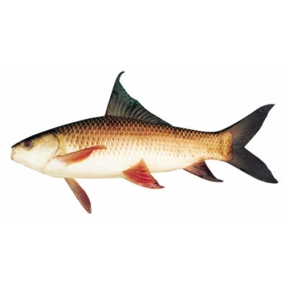 Cá trôi sống Size 2-2,5 kg/con