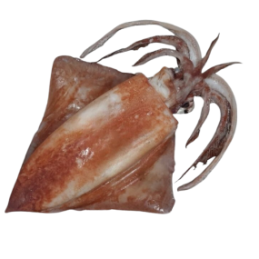 Mực lá đông lạnh Size 1-1,2 kg/con