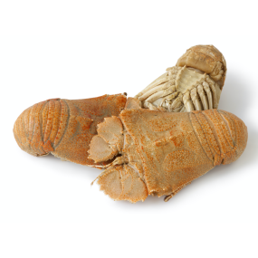 Tôm mũ ni trắng (tôm vỗ) đông lạnh giá tốt Size 2-3 con/kg