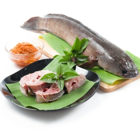 Cá lóc đồng size 0,5-1 kg/con