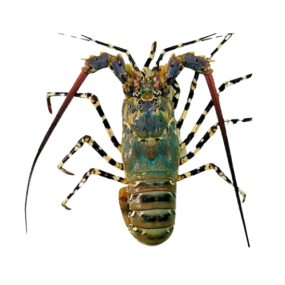 Tôm Hùm Bông Size 500–700gr/Con