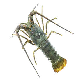 Tôm Hùm Xanh Tươi Sống Loại 1 – Size 300–500gr/Con