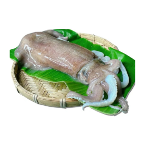 Mực Lá Tươi Sống Size 3–4 Con/Kg