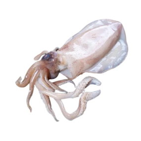 Mực Lá Tươi Sống Size 400–600gr/Con