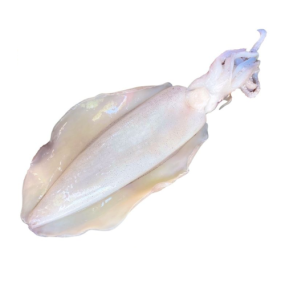 Mực Lá Tươi Sống Size 0,8–1Kg/Con