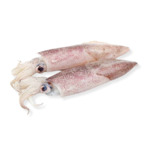 Mực Ống Tươi Sống Size 5–6 Con/Kg