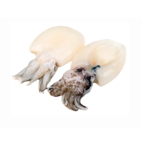 Mực Nang Tươi Sống Size 3–4 Con/Kg