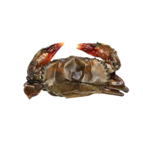 Cua Lột Tươi Sống Loại 1 – Size 12–15 Con/Kg