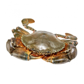 Cua Thịt Tươi Sống Loại 1 – Size 2–3 Con/Kg