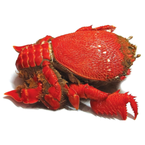 Cua Huỳnh Đế Tươi Ngon Loại 1 – Size 1–1,2Kg/Con