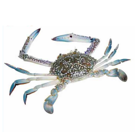 Ghẹ Xanh Tươi Sống Loại 1 – Size 5–6 Con/Kg