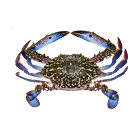 Ghẹ Xanh Tươi Sống Loại 1 – Size 3–4 Con/Kg