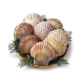  Sò Điệp Giá Sỉ Tươi Ngon Loại 1