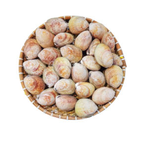 Sò Dương Tươi Ngon Loại 1