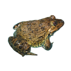  Ếch Thịt Tươi Sống Hàng Ngon