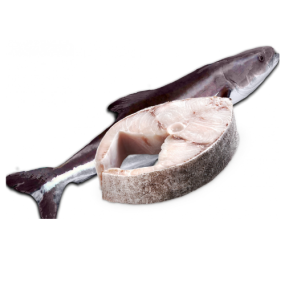 Cá Bớp Tươi Sống Giá Sỉ 