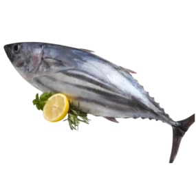 Cá Ngừ Bò Tươi Sống Loại 1