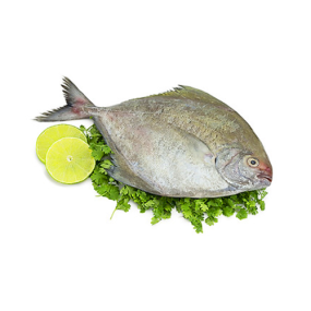 Cá Chim Đen Tươi Sống Loại 1 