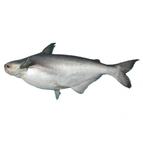 Cá Hú Tươi Sống Loại 1 – Cá Hú Làm Sạch, Tươi Ngon Giao Tận Nơi