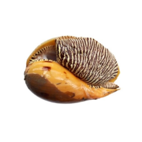 Ốc Giác Tươi Sống Loại 1