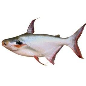  Cá Dứa Tươi Sống Loại 1 