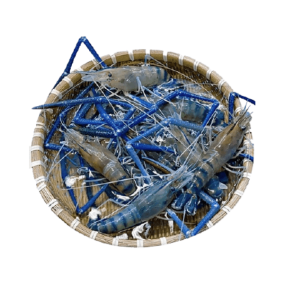 Tôm càng xanh (tôm lóng) 6-8 con/kg