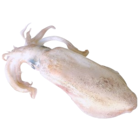 Mực lá đại dương đông lạnh Size 3-4 kg/con