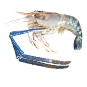 Tôm càng xanh (tôm lóng) thiên nhiên sống Size 15-20 con/kg