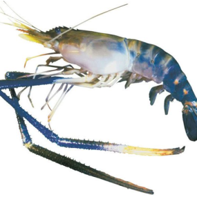 Tôm càng xanh (tôm lóng) tươi sống Size 8-10 con/kg