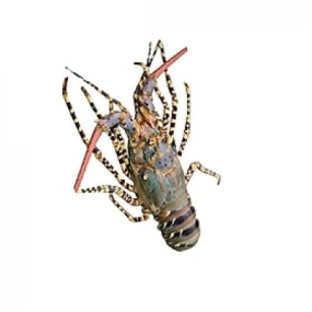 Tôm hùm tre đông lạnh Size 300-500 gr/con