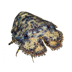 Tôm mũ ni đen (tôm vỗ) đông lạnh Size 4-6 con/kg