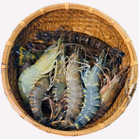 Tôm sú sống Size 40-50 con/kg