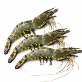 Tôm sú nguyên con tươi sống Size 60-70 con/kg