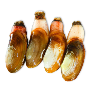 Tu hài sống Size 8-10 con/kg