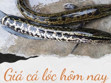 Giá cá lóc Kiên Giang hôm nay 26/12/2025