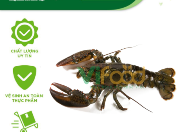 Chuyên Sỉ Hải Sản Đông Lạnh – Đa Dạng Mặt Hàng, Giá Sỉ Tốt Nhất Vĩnh Hưng Hà Nội